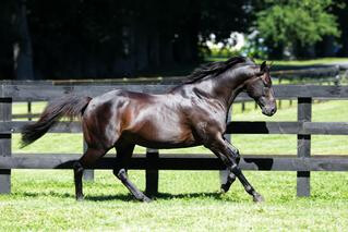 Waikato Stud's titan Savabeel